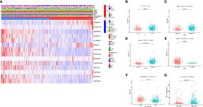 Corrigendum: Comprehensive Analysis of N6-Methylandenosine-Related Long Non-Coding RNAs Signature in Prognosis and Tumor Microenvironment of Bladder Cancer